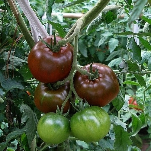 Medium-sized Tomato 'Nyagous'