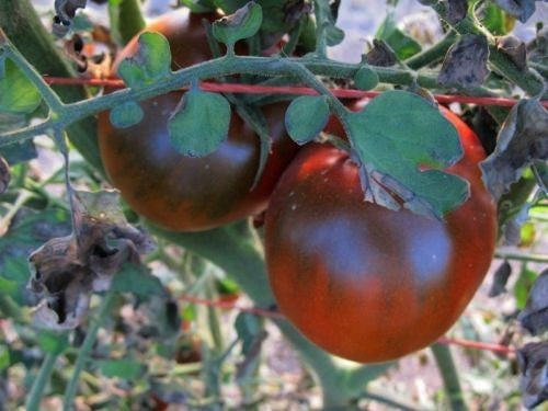 Medium-sized Tomato 'Nyagous'
