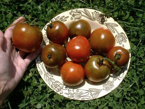 Medium-sized Tomato 'Nyagous'