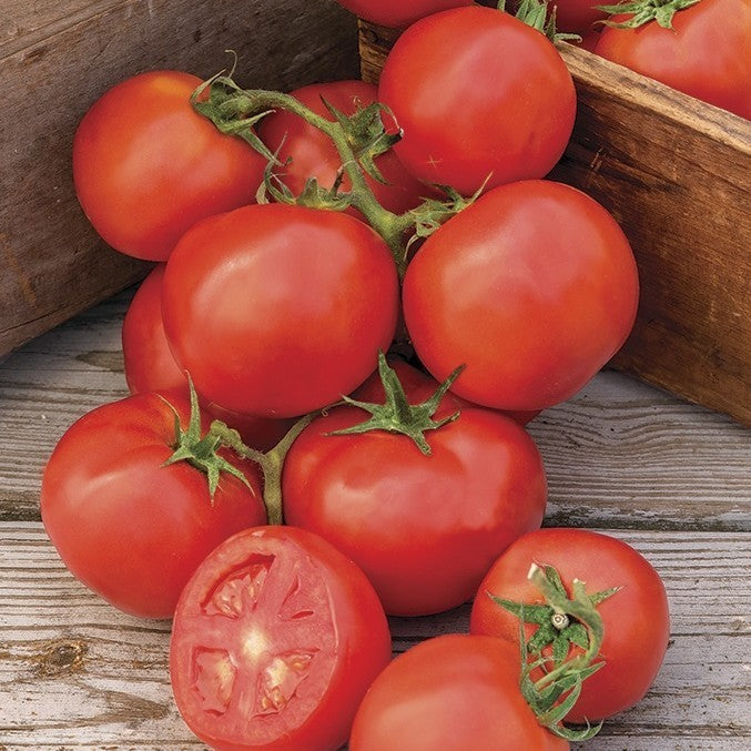 Medium-sized Tomato 'Oh Happy Day' F1
