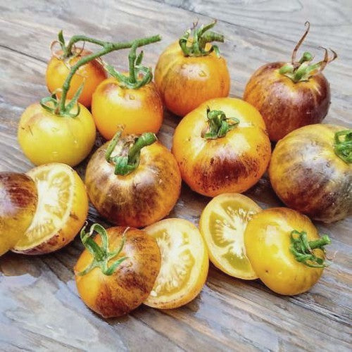 Middenmaat Tomaat 'Pansy AP'