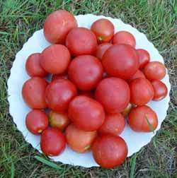 Middenmaat Tomaat 'Pêche Rouge'