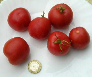 Middenmaat Tomaat 'Pêche Rouge'