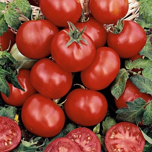 Medium-sized Tomato 'Promyk'