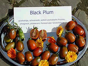 Medium-sized Tomato 'Prune Noire' / 'Black Plum' / 'Black Mo'
