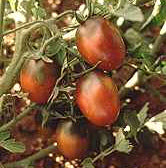 Medium-sized Tomato 'Prune Noire' / 'Black Plum' / 'Black Mo'