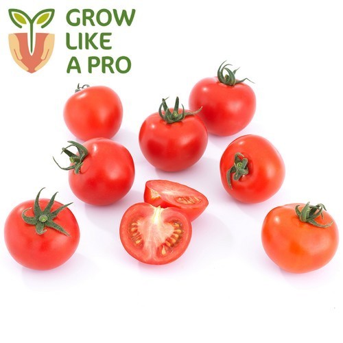 Medium-Sized Tomato 'Providor' F1