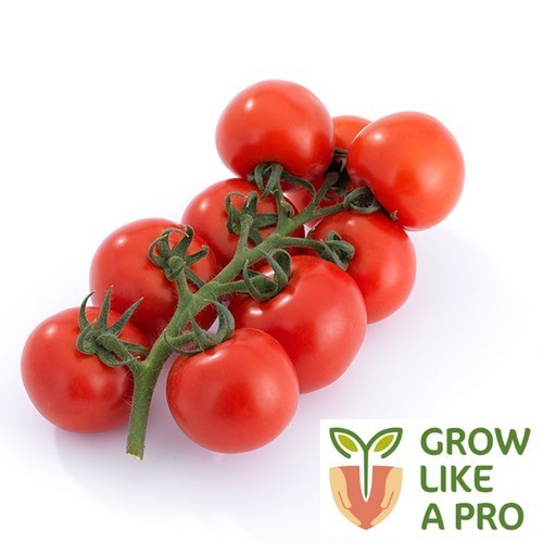 Medium-Sized Tomato 'Providor' F1