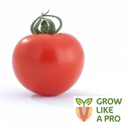 Medium-Sized Tomato 'Providor' F1