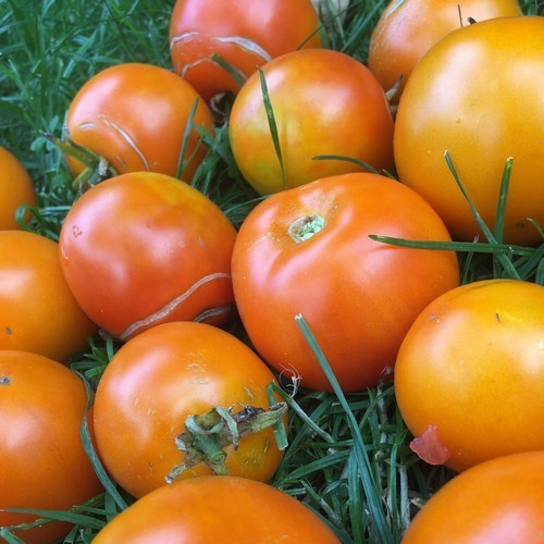 Golf Ball Tomato 'Ranja'