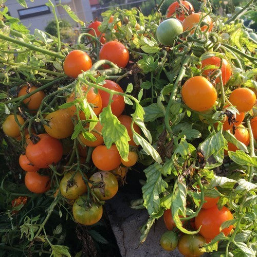 Golf Ball Tomato 'Ranja'