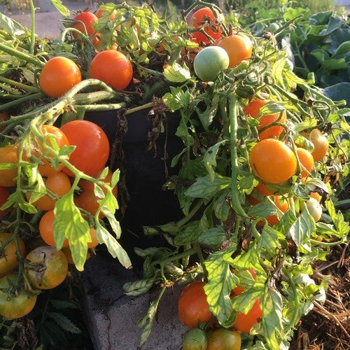 Golf Ball Tomato 'Ranja'