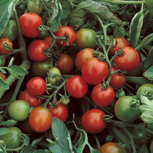 Middenmaat Struiktomaat 'Red Alert'