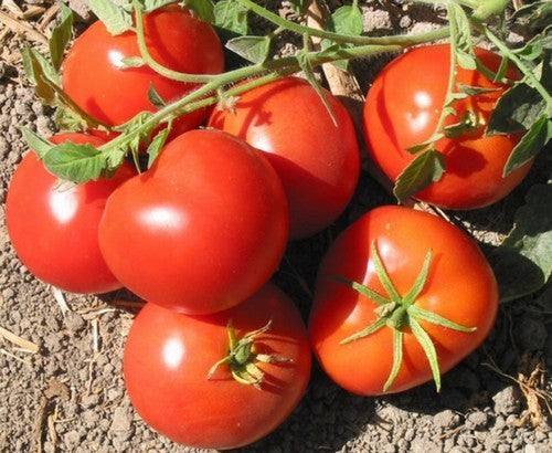 Medium-sized Tomato 'San Francisco (Fog)' / 'Frisco Fog'