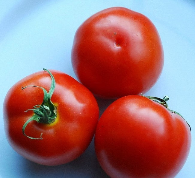 Middenmaat Tomaat 'siberian'
