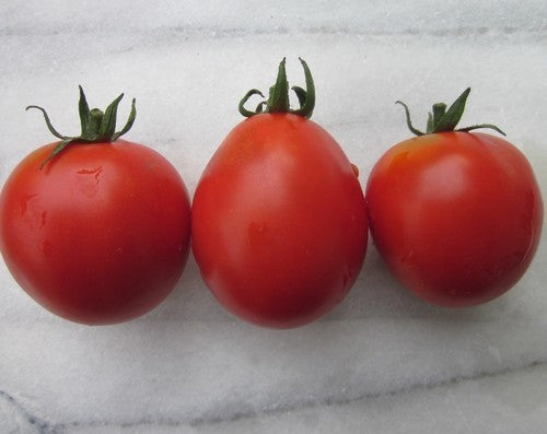 Middenmaat Tomaat 'siberian'