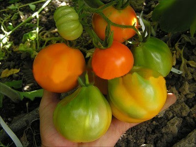 Medium Tomato 'Siberian Golden Pear' / Paste Tomato