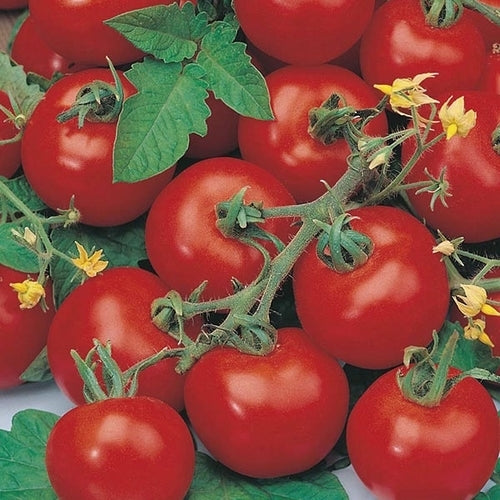 Middenmaat Tomaat 'sub Arctic Plenty'