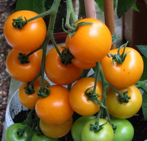Middenmaat Tomaat 'sungella'