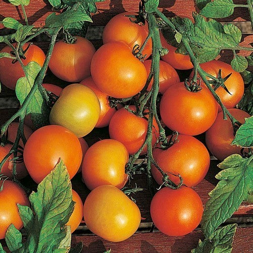 Middenmaat Tomaat 'sungella'