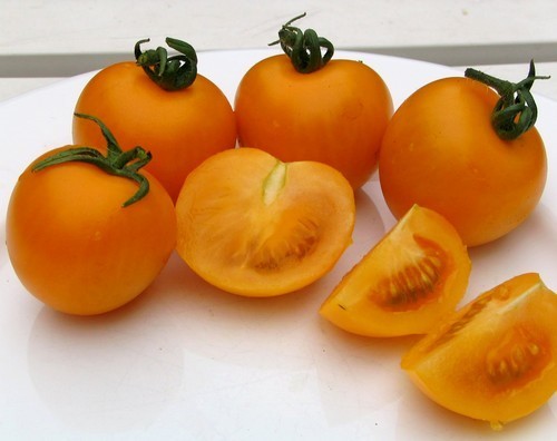 Middenmaat Tomaat 'sungella'