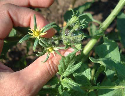 Medium-sized Tomato 'Tangella' / 'Orange Favourite'