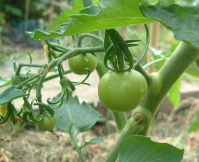 Medium-sized Tomato 'Tangella' / 'Orange Favourite'