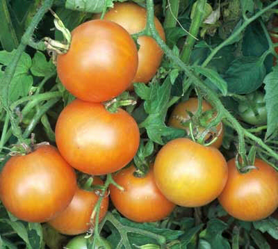 Medium-sized Tomato 'Tangella' / 'Orange Favourite'