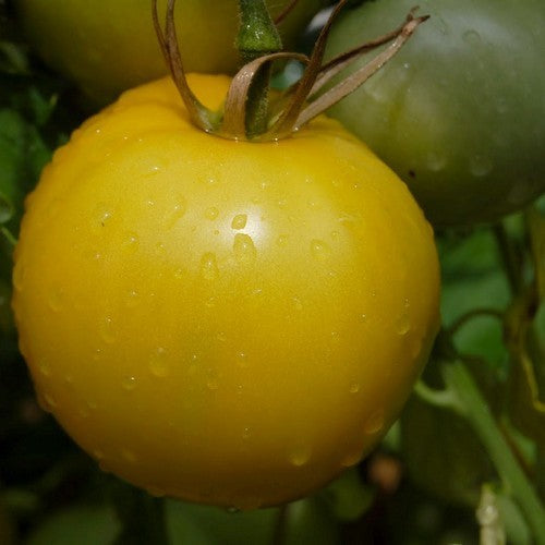 Middenmaat Tomaat 'Taxi'