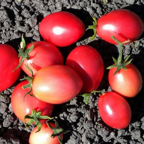 Eiertomaat 'Thai Pink Egg' / 'Pink Thai Egg'