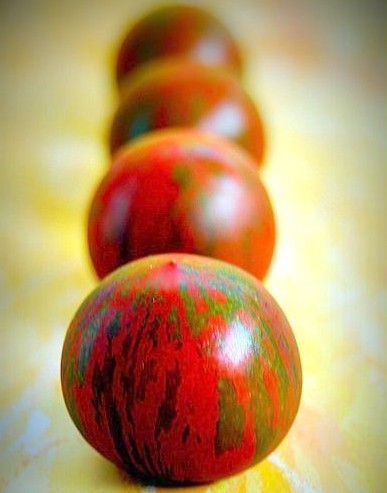 Middenmaat Tomaat 'Tiger' / 'Tiger Striped'