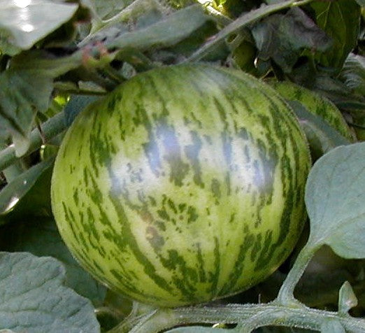 Middenmaat Tomaat 'Tiger' / 'Tiger Striped'
