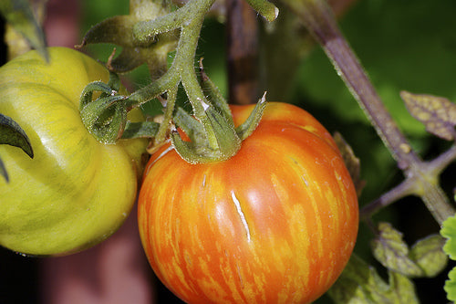 Middenmaat Tomaat 'Tiger' / 'Tiger Striped'