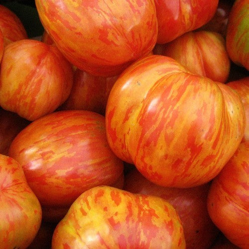 Middenmaat Tomaat 'Tigerella' / 'Red Zebra' / 'Red Boar'