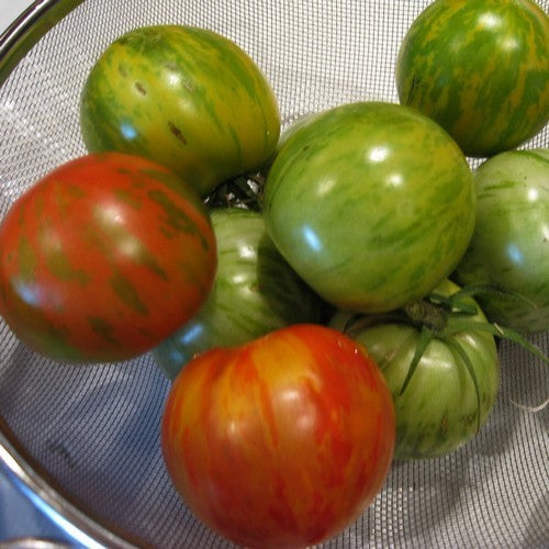 Medium-sized Tomato 'Tigerella' / 'Red Zebra' / 'Red Boar'