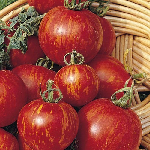 Medium-sized Tomato 'Tigerella' / 'Red Zebra' / 'Red Boar'
