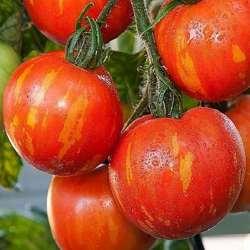 Medium-sized Tomato 'Tigerella' / 'Red Zebra' / 'Red Boar'