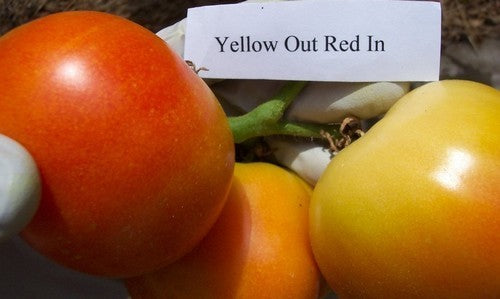 Middenmaat Tomaat 'Yellow Out Red In'