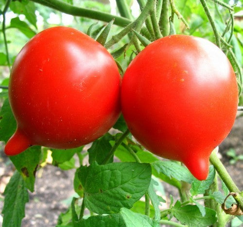 Medium-sized Tomato 'Yubileyny Tarasenko' / 'Jubilejnij Ta'