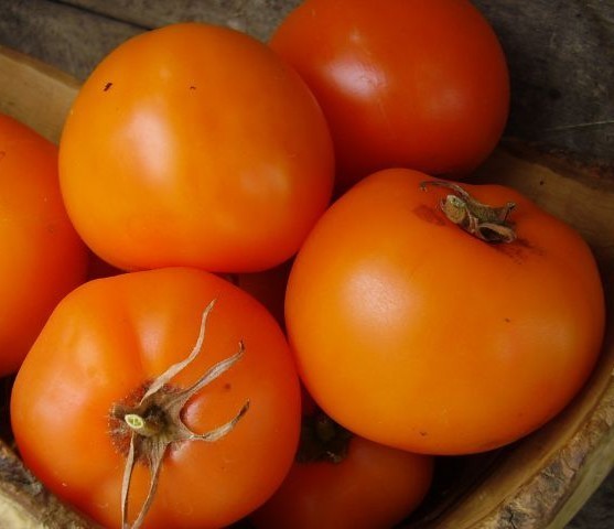 Re4sitance Development Insects Medium-sized Tomato 'Zloty Ozarowski' | Vreeken's Zaden