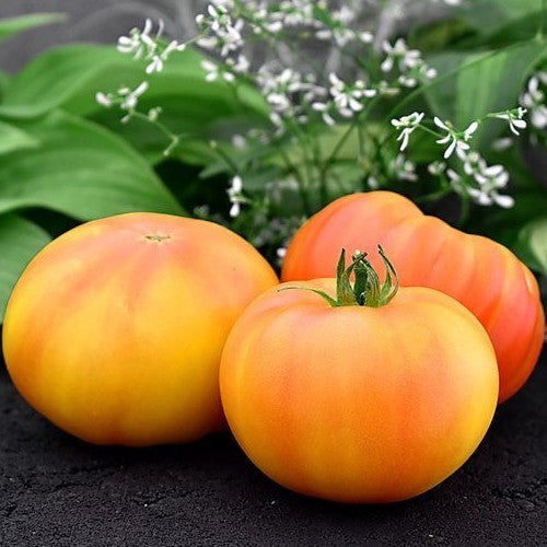 Beefsteak tomato 'Amazing Grace'