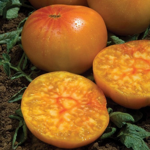 Beefsteak tomato 'Pineapple'