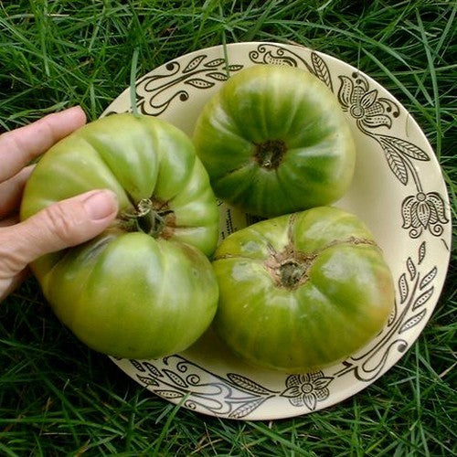Beefsteak tomato 'Aunt Ruby's German Green'