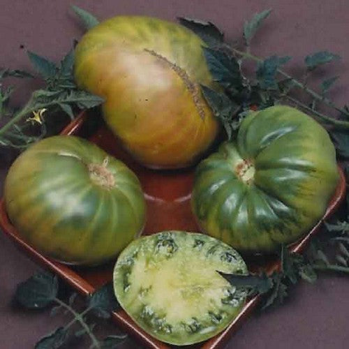 Beefsteak tomato 'Aunt Ruby's German Green'