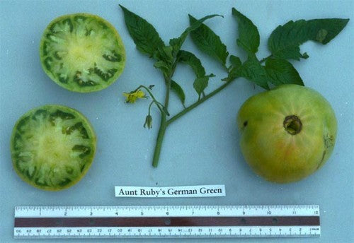 Beefsteak tomato 'Aunt Ruby's German Green'