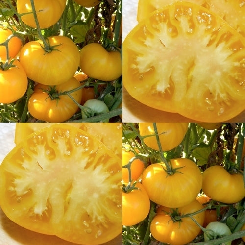 Vleestomaat 'Azoychka'