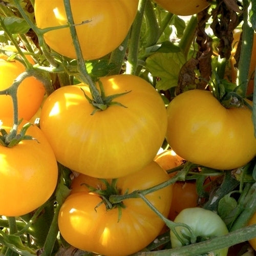 Vleestomaat 'Azoychka'