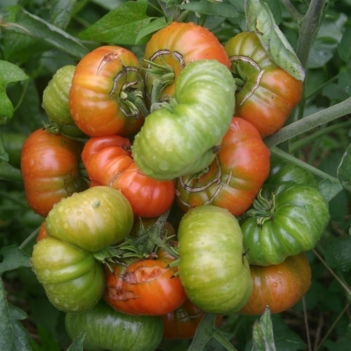 Vleestomaat 'Bali'