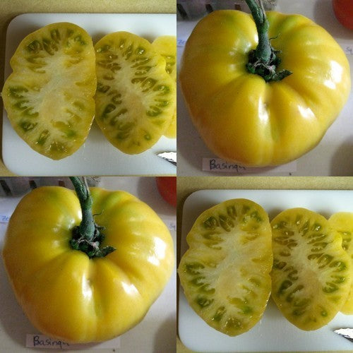 Beef tomato 'Basinga' / 'Yellow Giant Belgium'