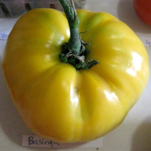Beef tomato 'Basinga' / 'Yellow Giant Belgium'